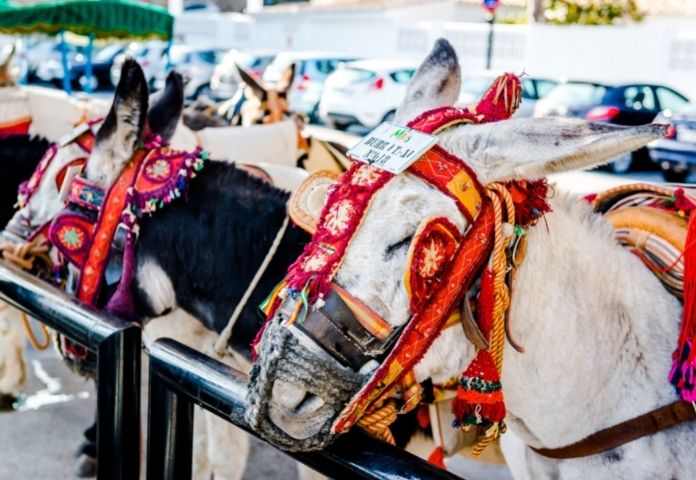 Famous Donkey Names