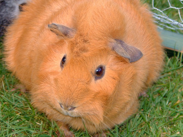 orange-guinea-pig-names