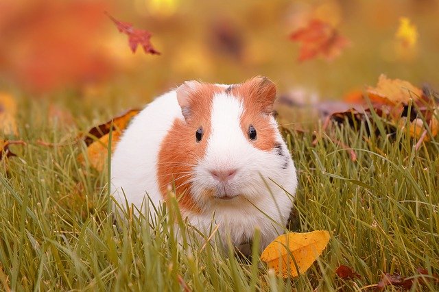 orange-white-guinea-pig-names