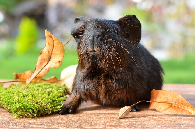 male-brown-guinea-pig-names