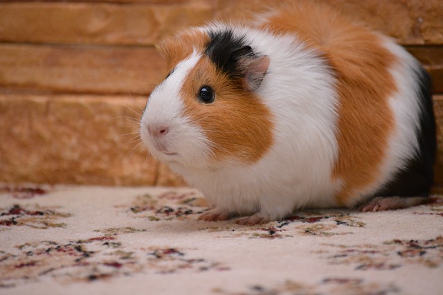 cute-guinea-pig-names