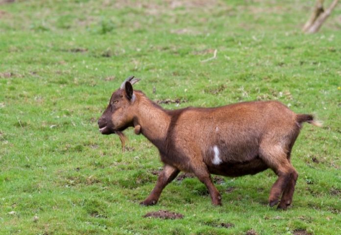 Cute pygmy goat names