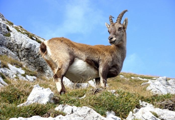 Male Mountain Goat Names