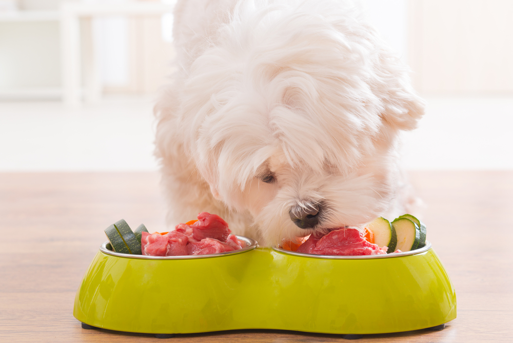 dog-eating-fresh-food