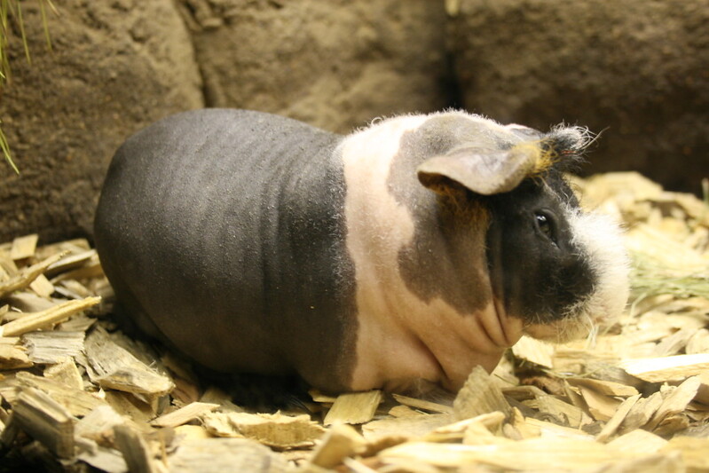 cute-hairless-guinea-pig-names