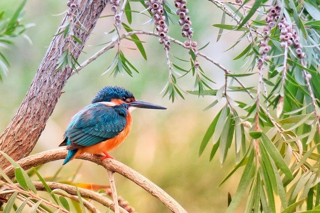 male-pokemon-bird-names