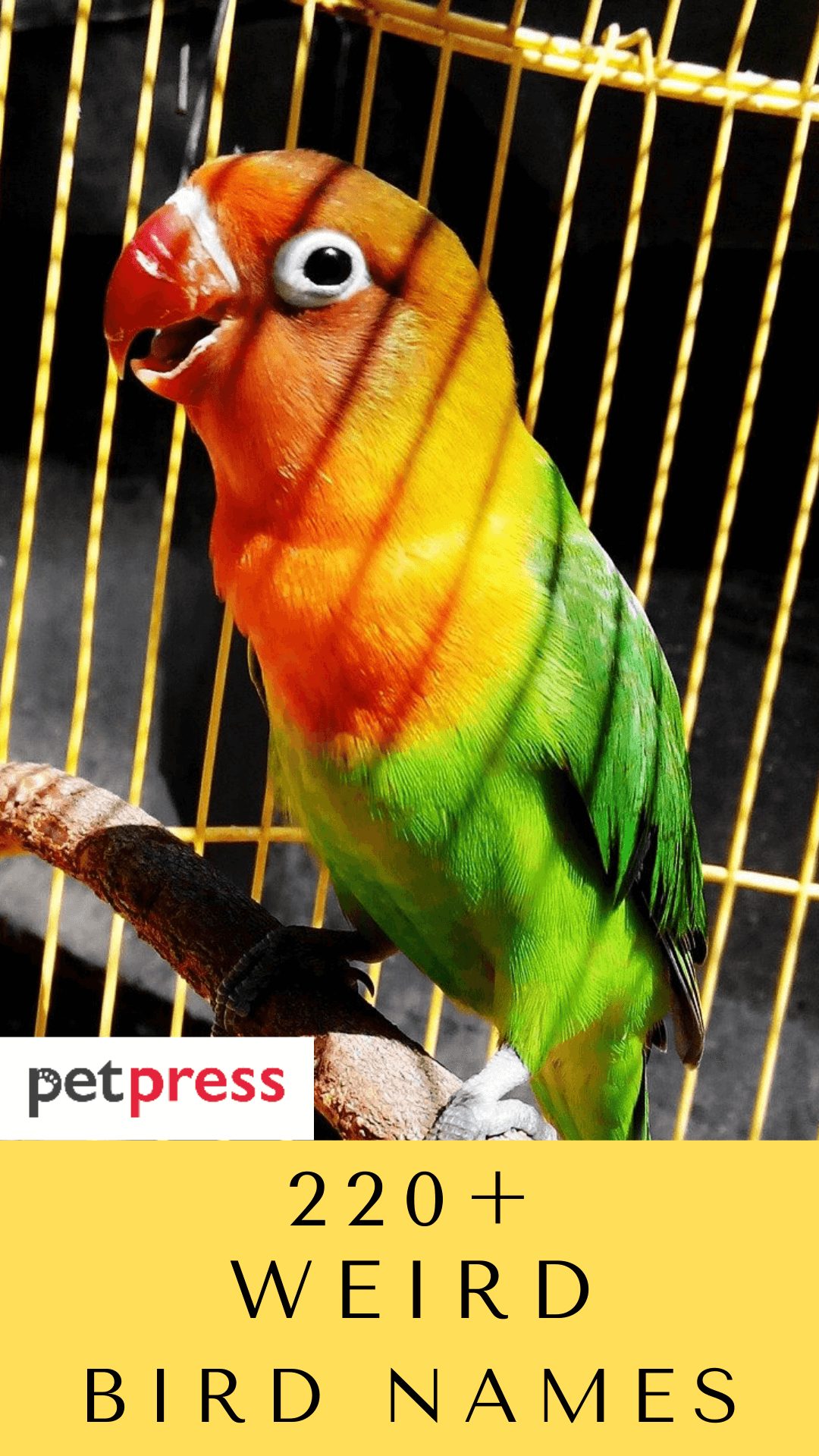 weird-bird-names