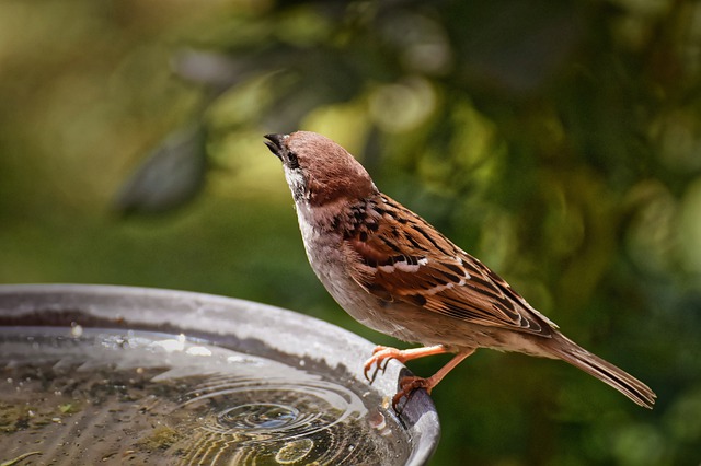 male-weird-bird-names