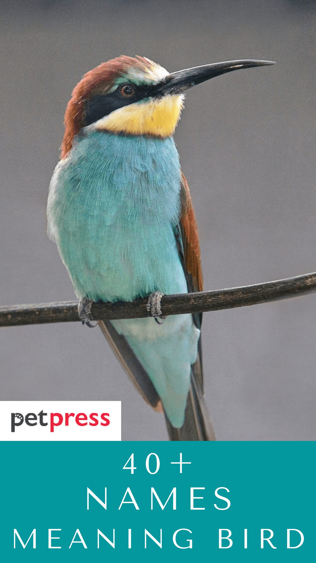 names-meaning-bird