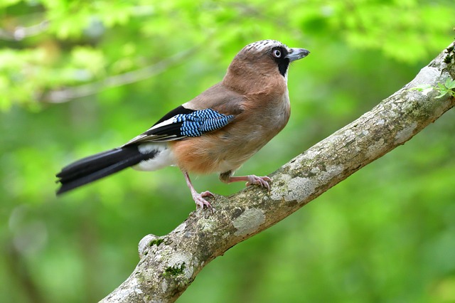 female-names-meaning-bird