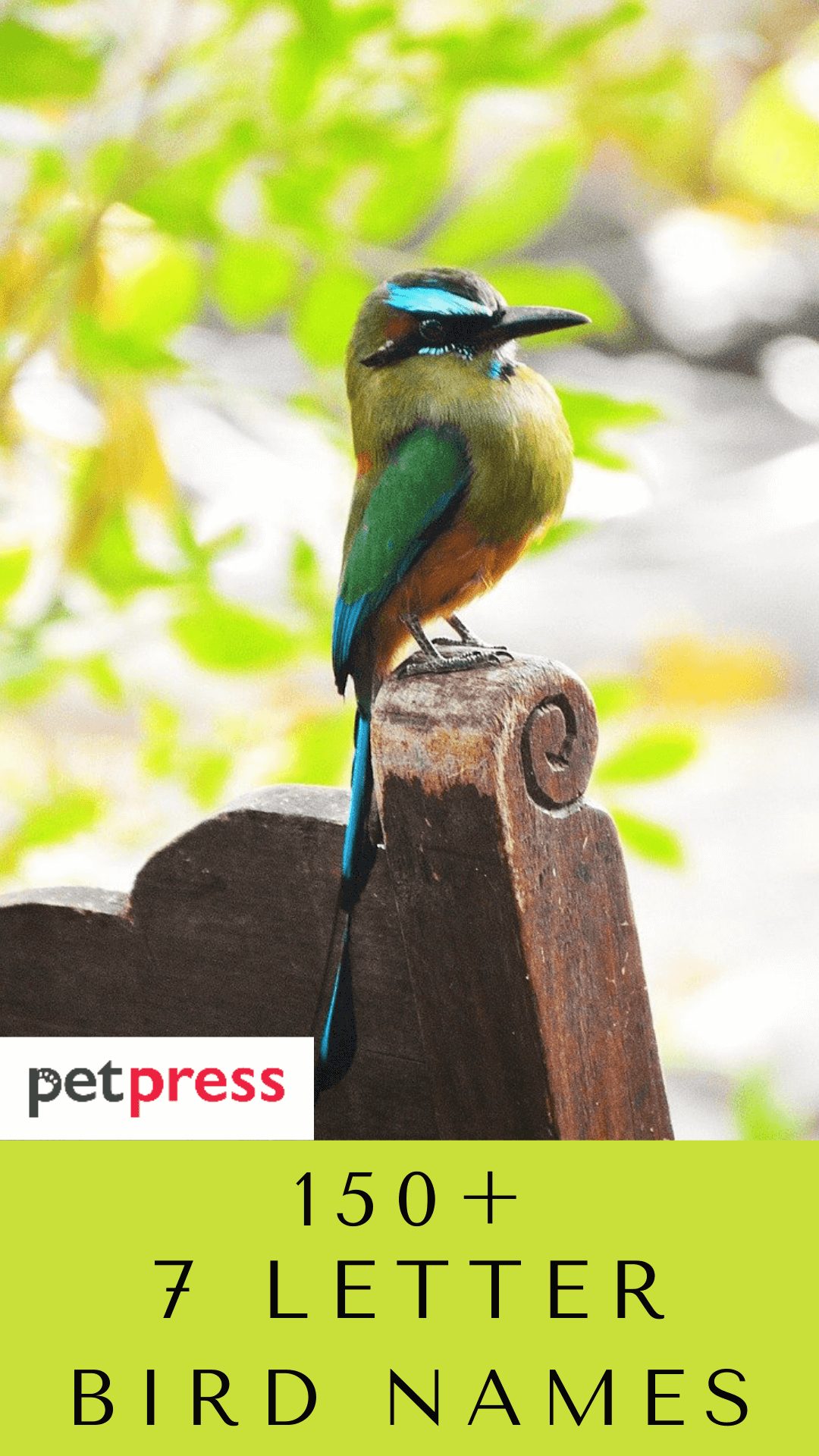 7-letter-bird-names