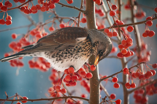 10-letter-female-bird-names