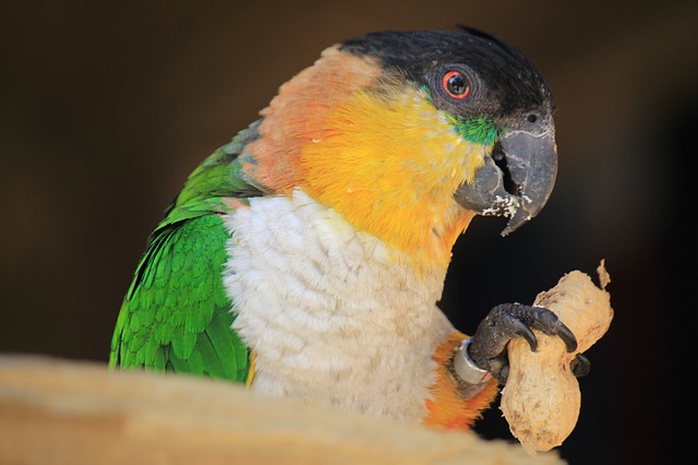 inappropriate-bird-names