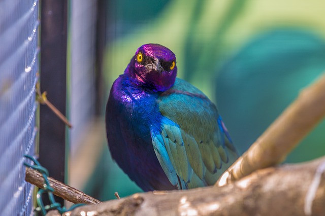 male-purple-bird-names