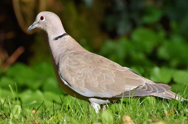 punny-pigeon-names