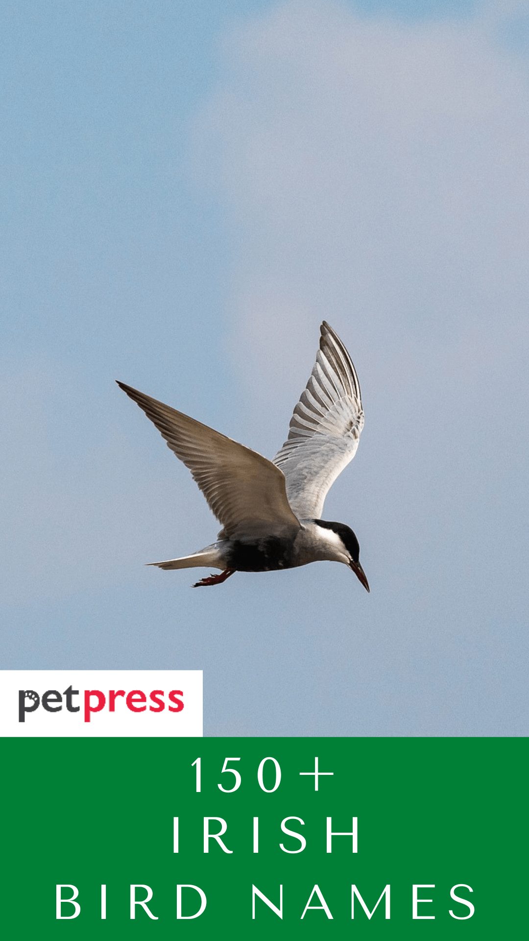 irish-bird-names