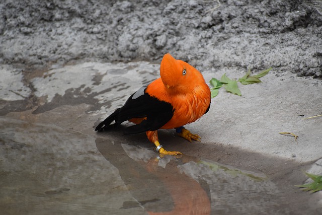 cute-japanese-bird-names