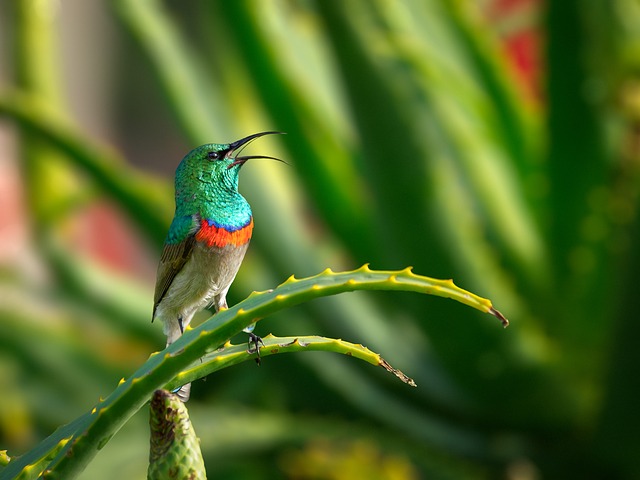 male-anime-bird-names