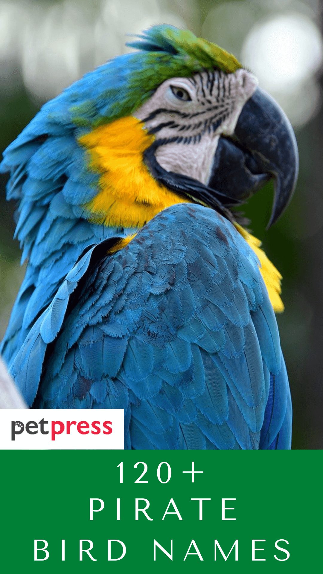 pirate-bird-names