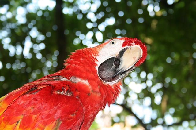 male-pirate-bird-names