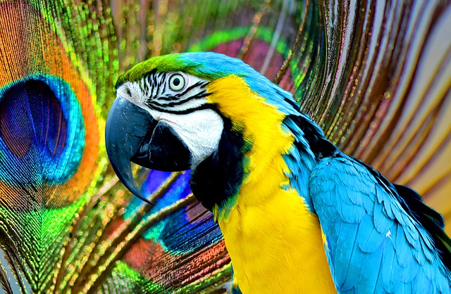 unisex-pirate-bird-names