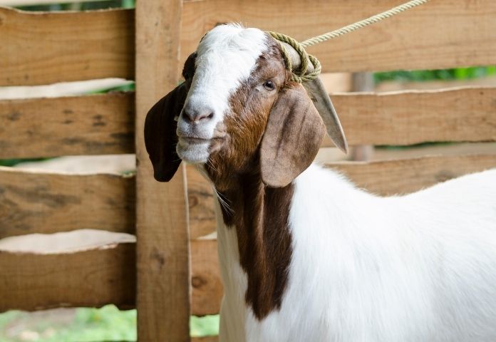 Female Mexican Goat Names