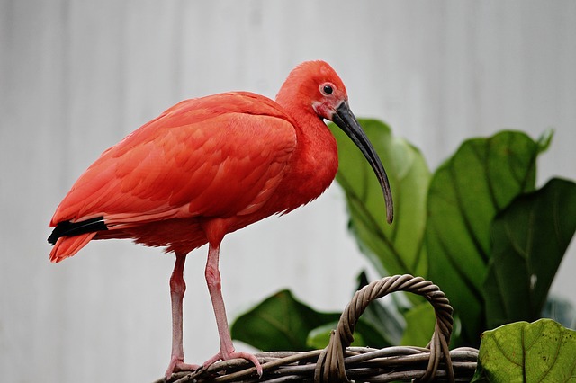 female-orange-bird-names