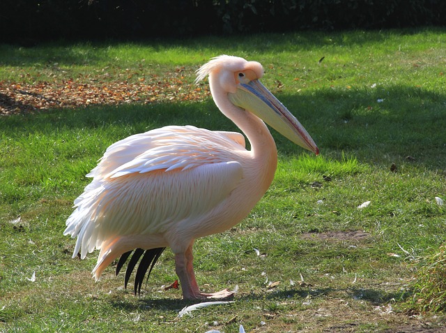 cute-pink-bird-names