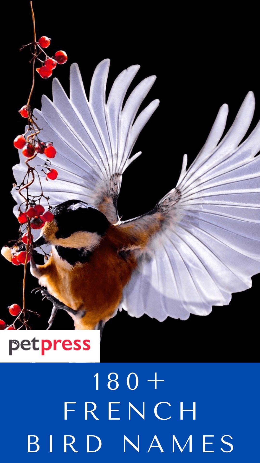 french-bird-names