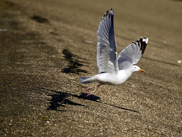 male-french-bird-names-1