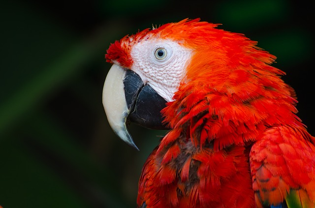 male-red-bird-names