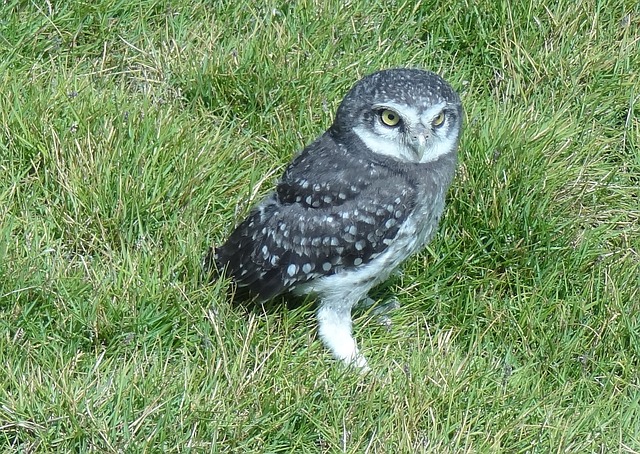 male-harry-potter-bird-names