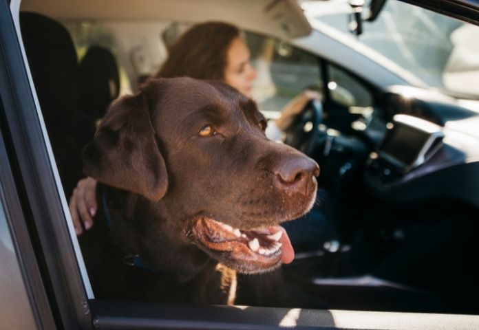 Male Car Inspired Dog Names