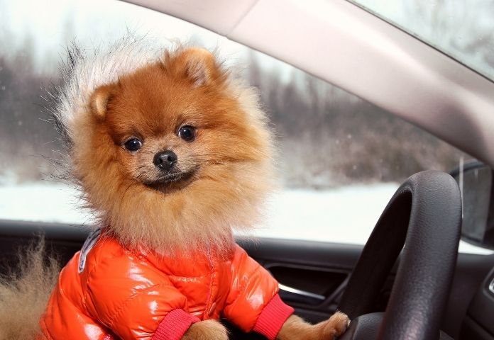 Female Car Inspired Dog Names