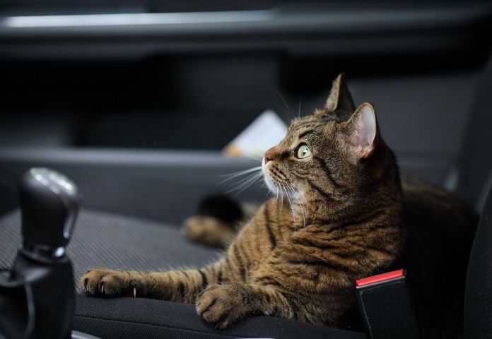 Female Cat Names Inspired by Cars