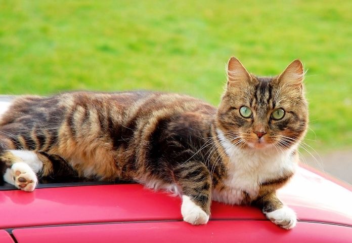 Muscle Car Cat Names