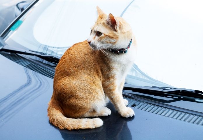 Race Car Cat Names