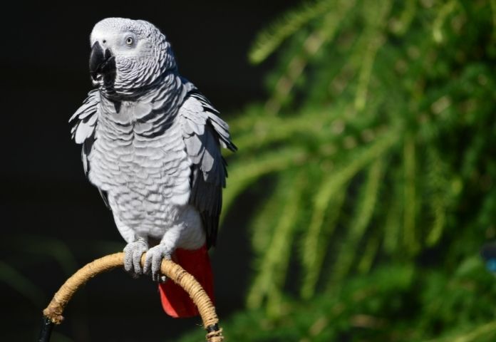 Best Names For An African Grey Parrot