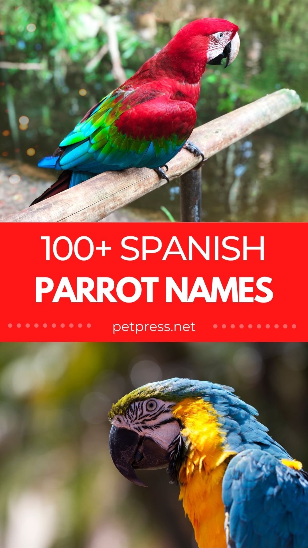 spanish parrot names