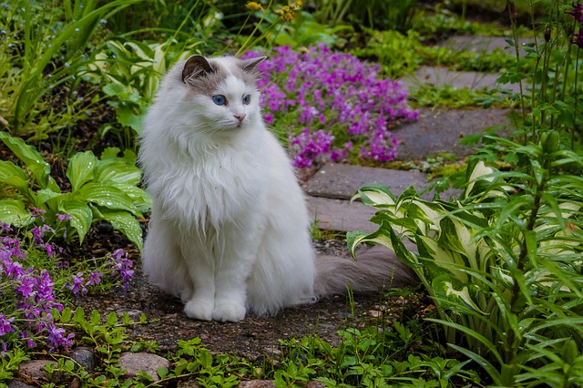female-polish-cat-names
