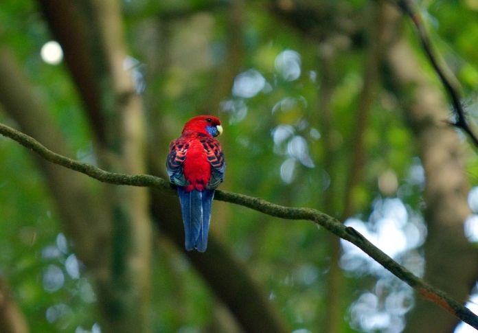 Best Female Parrot Names