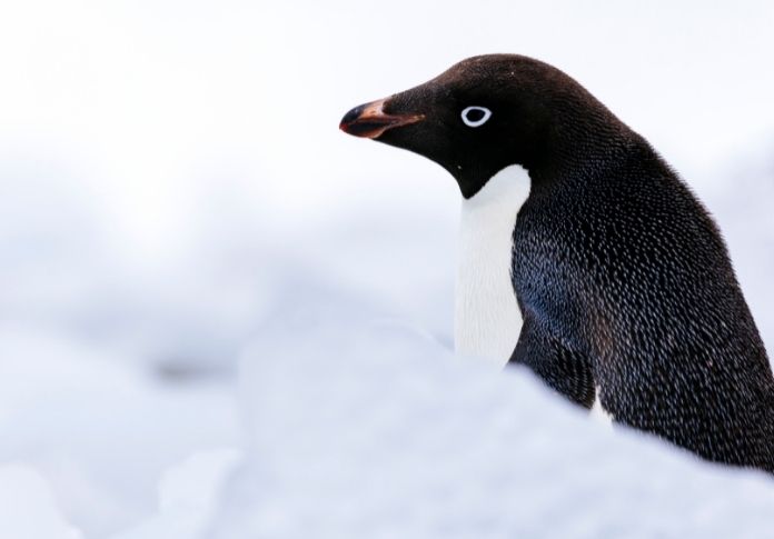 13. Adélie Penguin