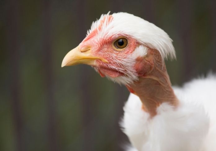 what is a turken chicken