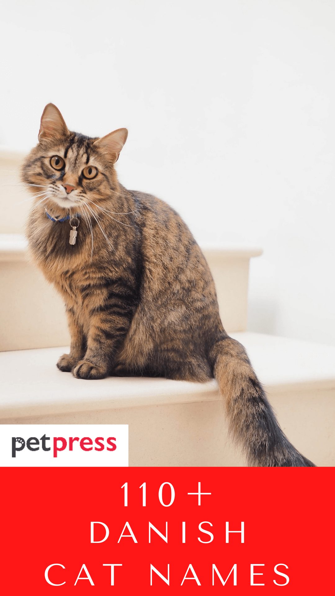 danish-cat-names