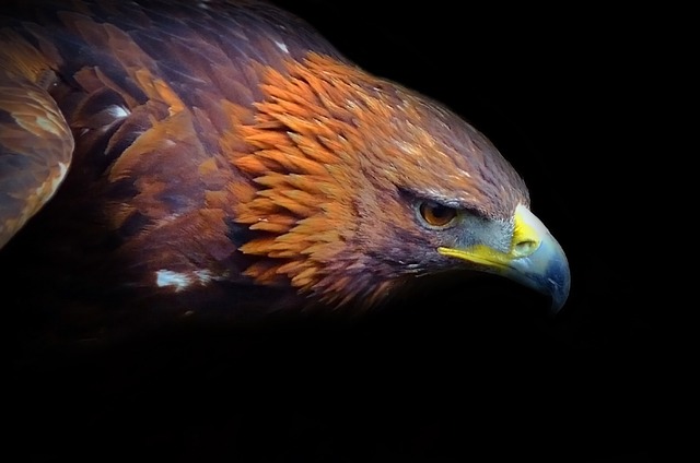 golden-bald-eagle-names