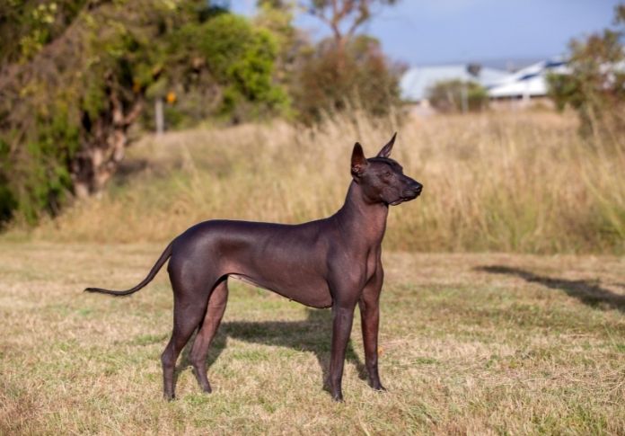 Aztec Names for Male Dogs