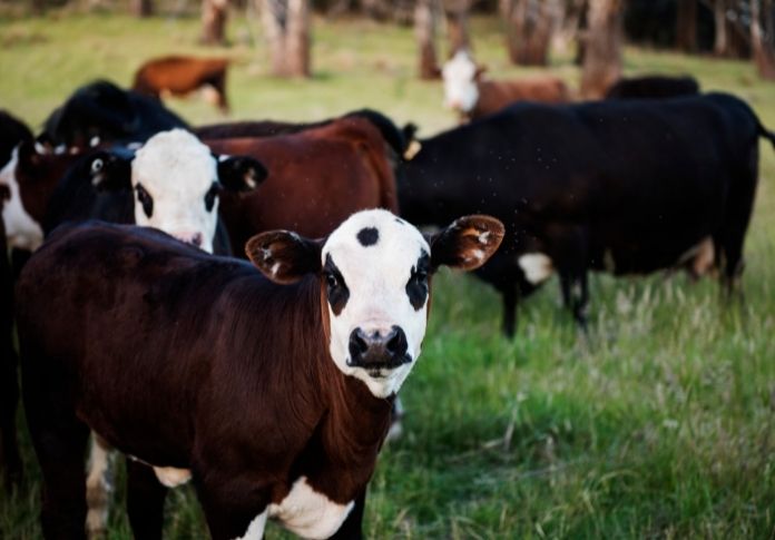 4. Hairless Cattle