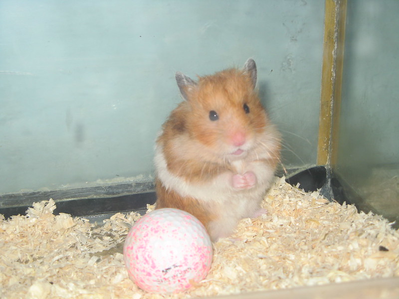 hamster-ball