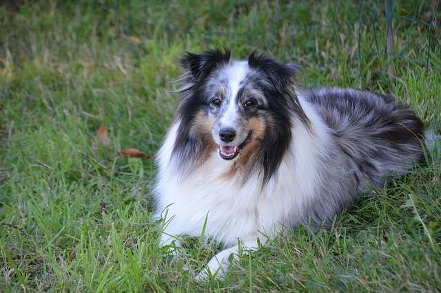 female-tennesse-dog-names