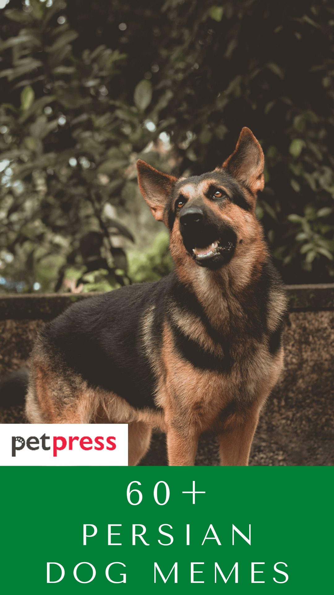 persian-dog-names